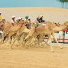 Camel racing dubai uae1